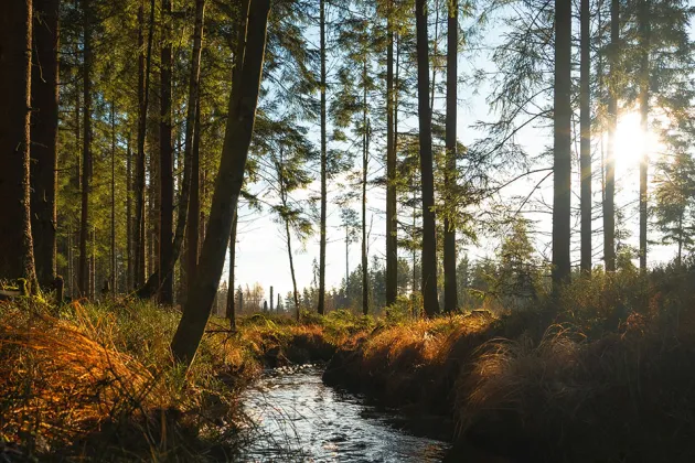 Creek running through a managed grown spruce forest