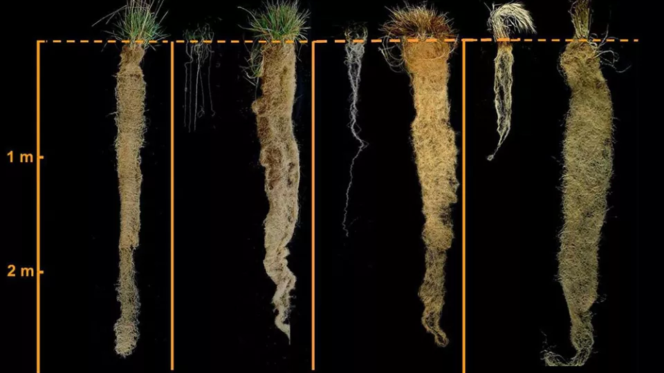 Rootsystems of traditional wheat and perennial wheatgrass, showing the larger roots of the perennials. Photo.