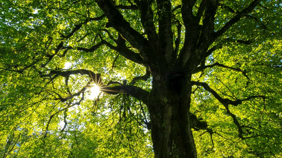 Photo of large tree trunk with canopy filling the background.