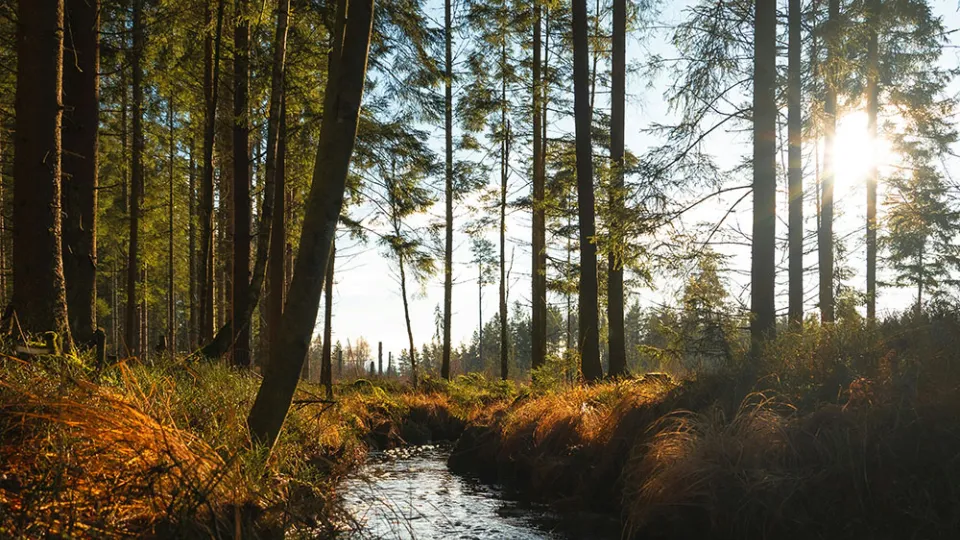 Creek running through a managed grown spruce forest