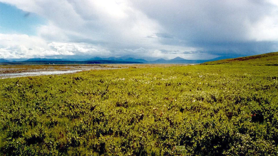 By U.S. Fish and Wildlife Service Headquarters (Arctic Tundra  Uploaded by Dolovis) [CC BY 2.0 (http://creativecommons.org/licenses/by/2.0) or Public domain], via Wikimedia Commons