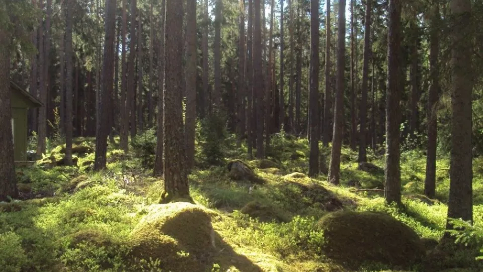 Spruce forests. Photo: Ylva van Meeningen.