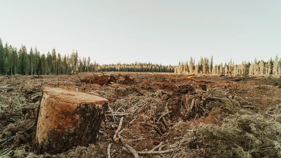 Clear-cut area in boreal forest.