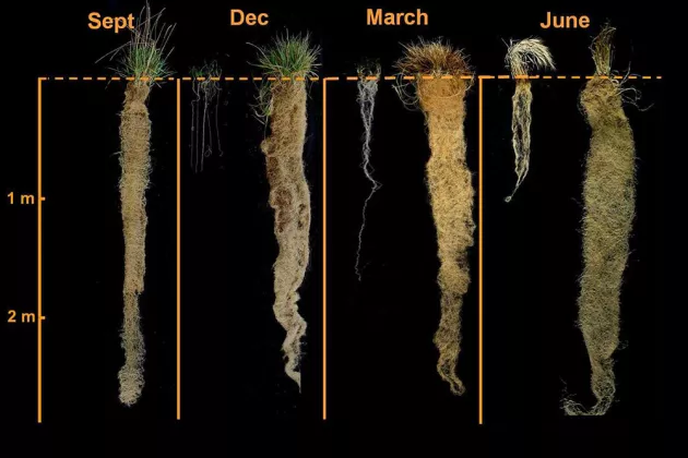 Rootsystems of traditional wheat and perennial wheatgrass, showing the larger roots of the perennials. Photo.