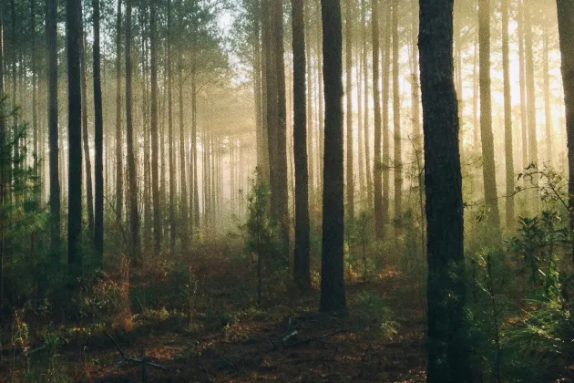Sun filter through forest