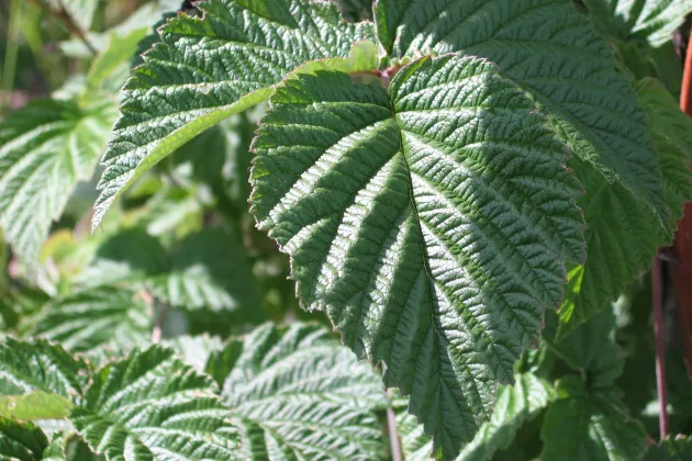 By d.wine (Own work) [GFDL (http://www.gnu.org/copyleft/fdl.html) or CC-BY-SA-3.0 (http://creativecommons.org/licenses/by-sa/3.0/)], via Wikimedia Commons