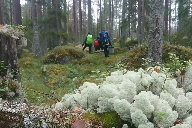 In the forest, with layers of mosses and lichens.