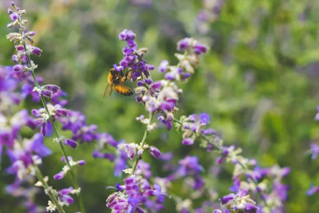 Bee on a lilac flower