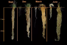 Photo of rootsystems bewteen traditional wheat and perennial wheatgrass, showing the much larger roots of the perennials. 