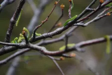 Insects attacking birch in subarctic Sweden