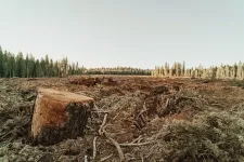 Clear-cut area in boreal forest.