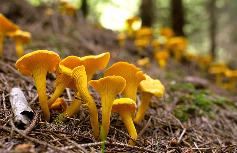 Chanterells in forest.
