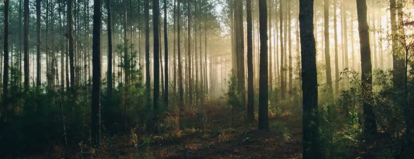Sun filter through forest