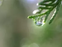 dew drop on branch