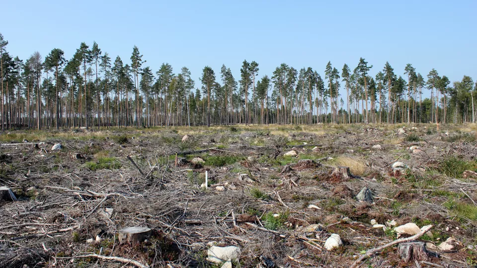 Skogsavverkning utan några stammar kvar. Tallskog skymtar bortanför hygget.