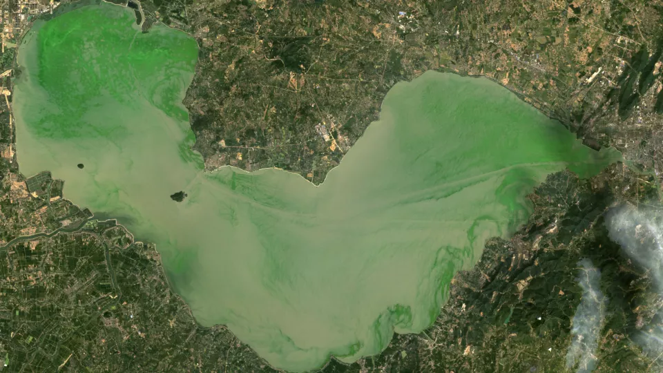 Satellitbild av algblomning i sjö, på bilden ser den grön ut.