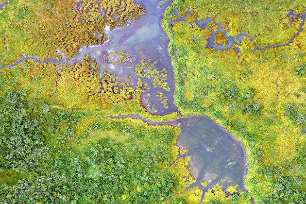 Satellitbild som visar vegetation