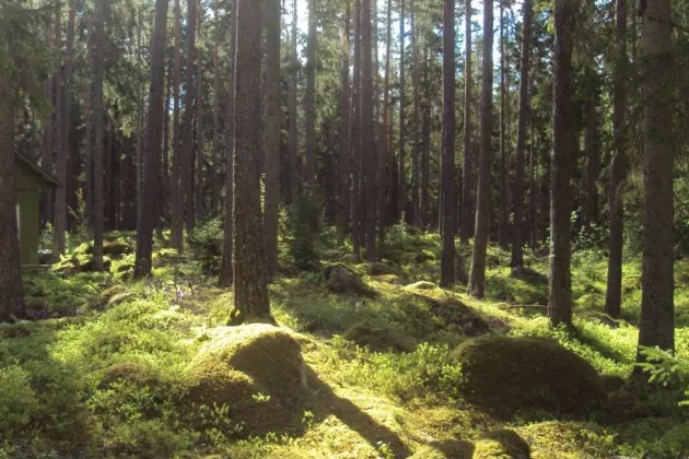 Granskog. Foto: Ylva van Meeningen.