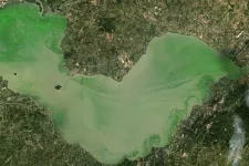 Satellitbild av algblomning i sjö, på bilden ser den grön ut.