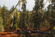 Old spruce forest with lichens with an autumn coloured forest floor.