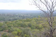 Skog i tropiska torrområden.