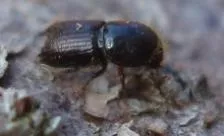 Spruce bark beetle damage to forests